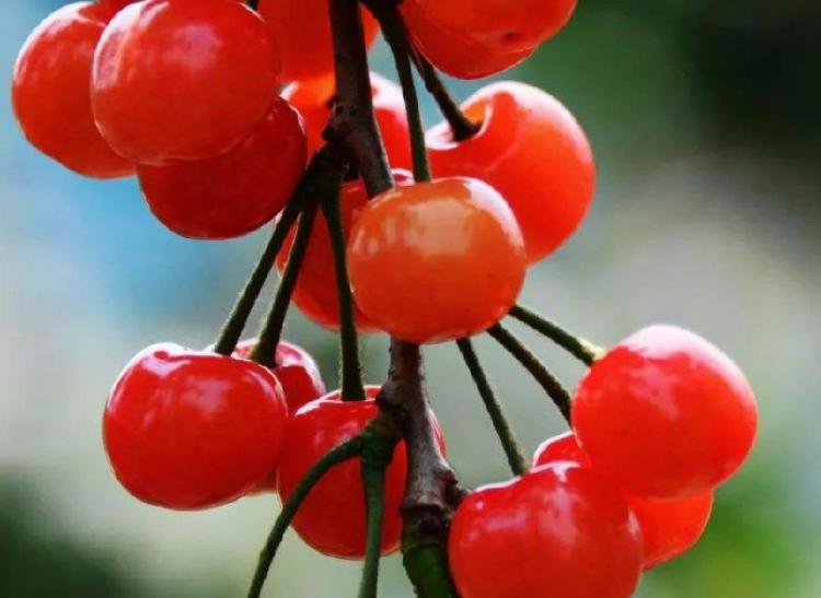 什么水果对皮肤好