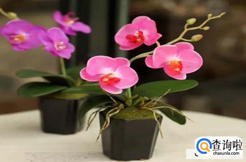 蝴蝶兰开花以后如何剪枝