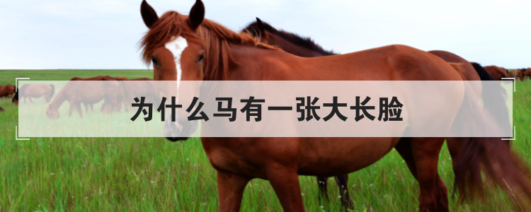 为什么马有一张大长脸