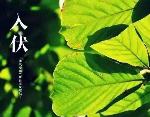 什么时候是二伏天