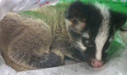 猫山王产地是哪里