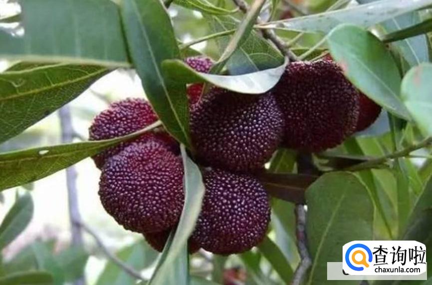 新鲜杨梅的购买技巧有哪些