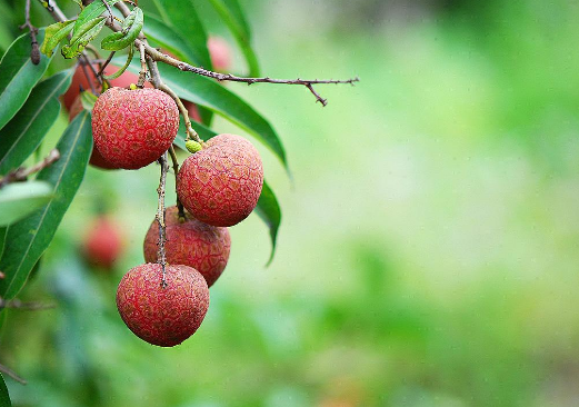 荔枝起源于哪里