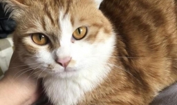 公猫什么时候做绝育好