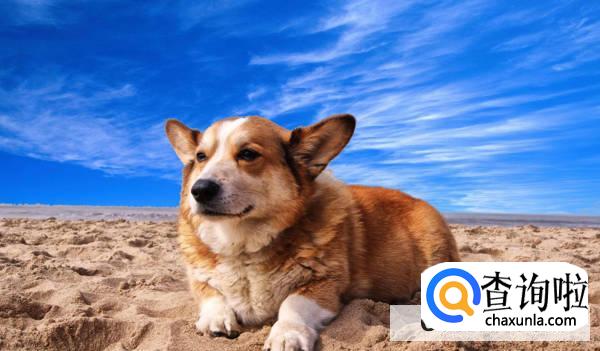 公狗什么时候开始发情？