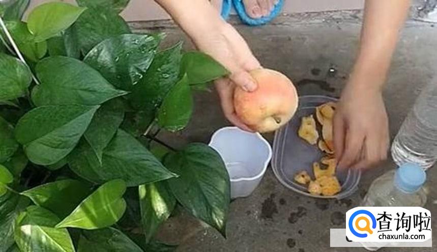 苹果皮怎么做肥料最好