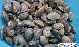 蒜泥花甲的做法