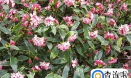 瑞香开花期间怎样养护