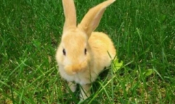 兔子不吃窝边草下一句话是什么