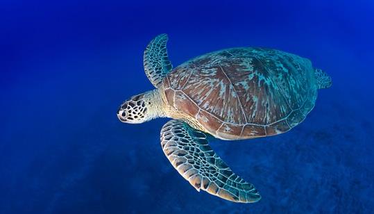 海龟为什么要自埋