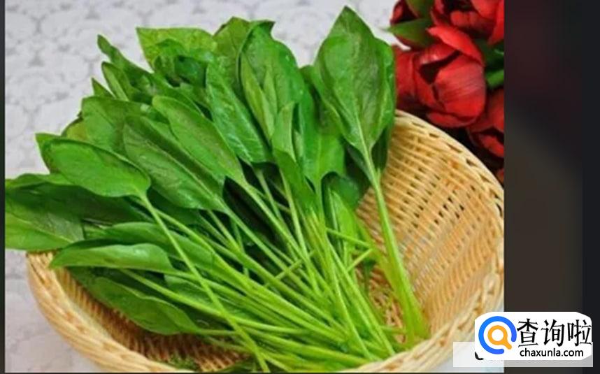 什么食物含草酸