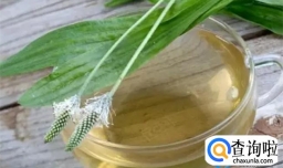 “车前草”是个宝 用它来泡水喝 或能帮助解决这6个问题