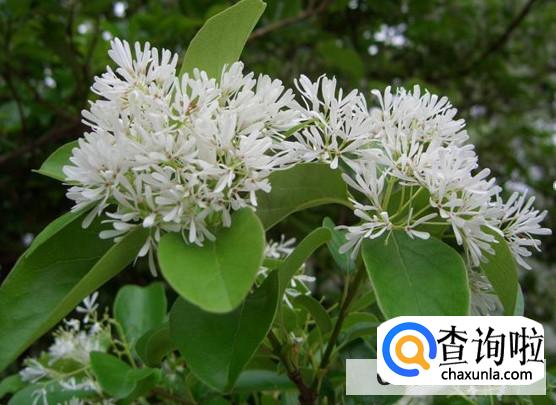 流苏树有哪些风水禁忌