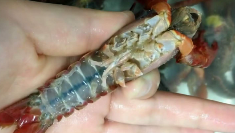 龙虾怎么洗