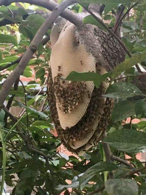 蜜蜂窝怎么处理最安全