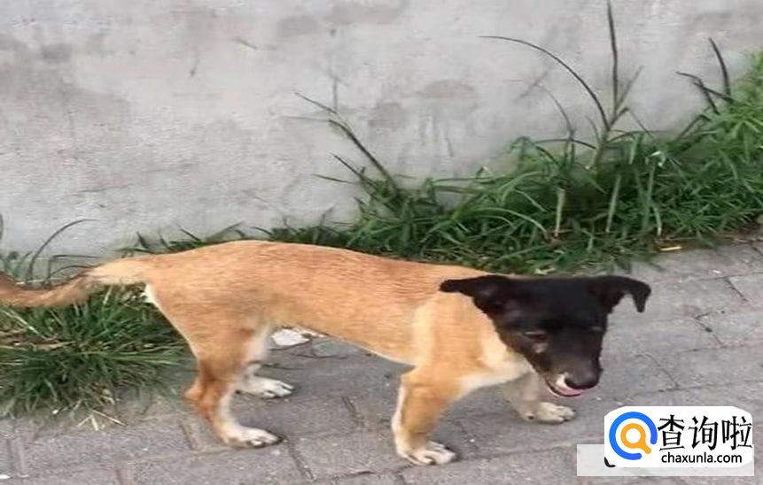 养土狗怎么养比较好