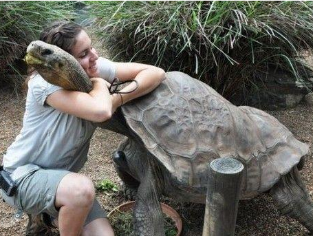 世界上最大的乌龟