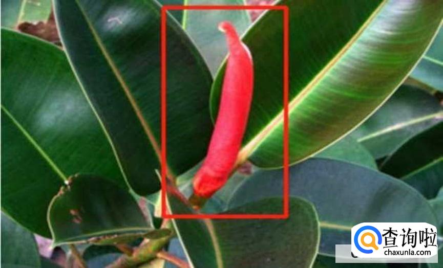 橡皮树怎么修剪更好看