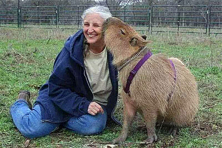 世界上最大的老鼠有多大