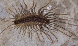 蚰蜒为什么不能踩死？