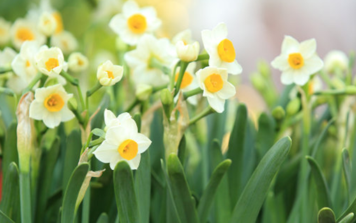 关于水仙花的诗歌?