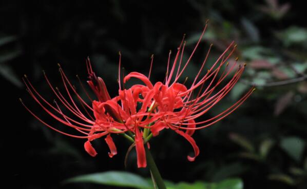 曼珠沙华的花语是什么