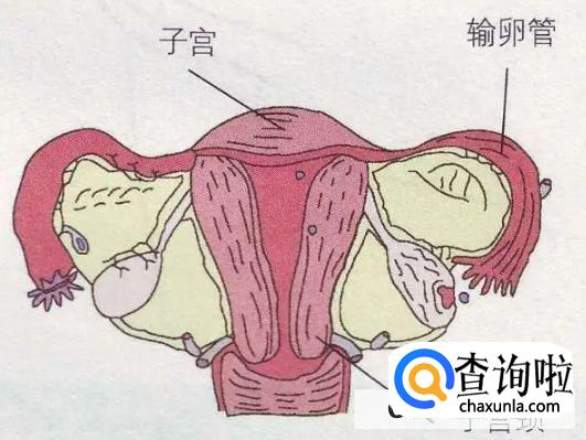 如何正确认识宫颈炎