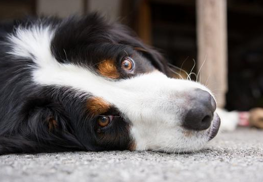 小狗拉稀怎么办
