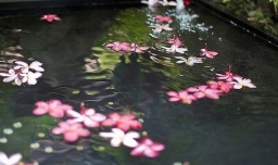 落花有意流水无情什么意思