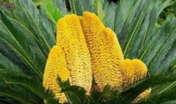 铁树开花寓意和象征意义是什么？