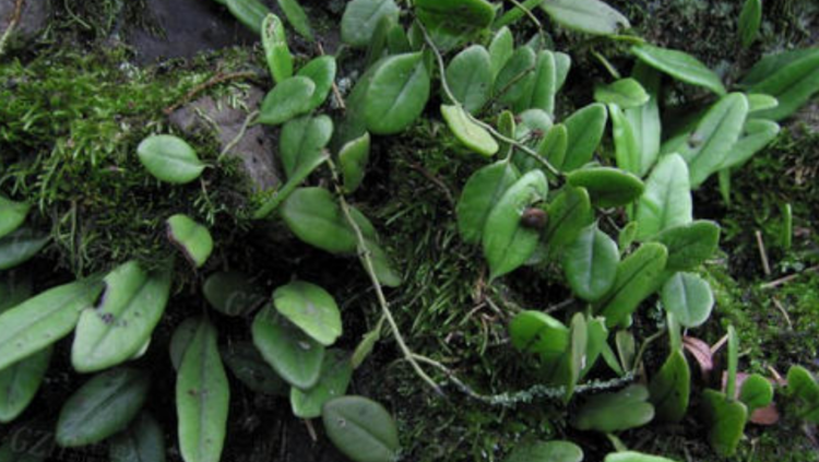 石瓜子功能和作用