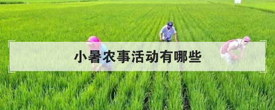 小暑农事活动有哪些