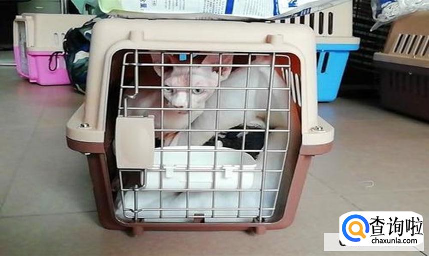 航班如何托运宠物