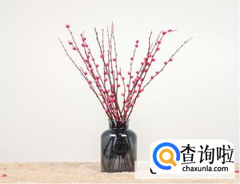 银柳发霉了处理措施