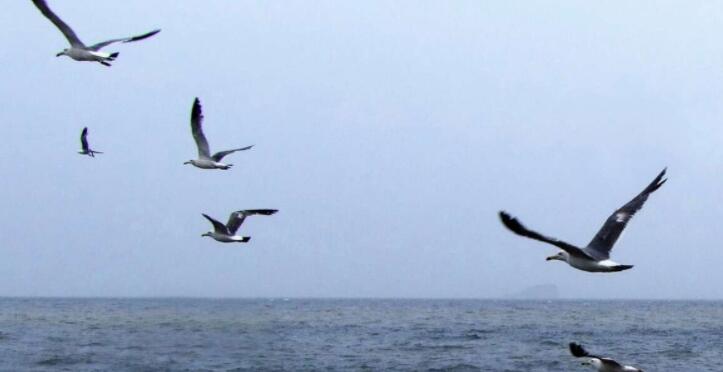 天高任鸟飞的意思是什么?