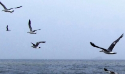 天高任鸟飞的意思是什么？