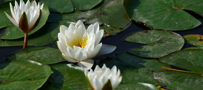 出淤泥而不染的下句是什么