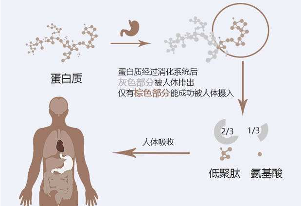 蛋白质水解需要能量吗