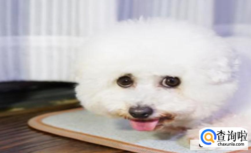 小狗拉稀怎么办