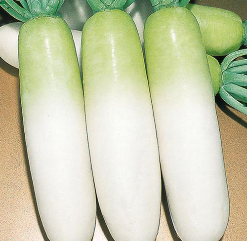 新鲜萝卜怎么保存不空心