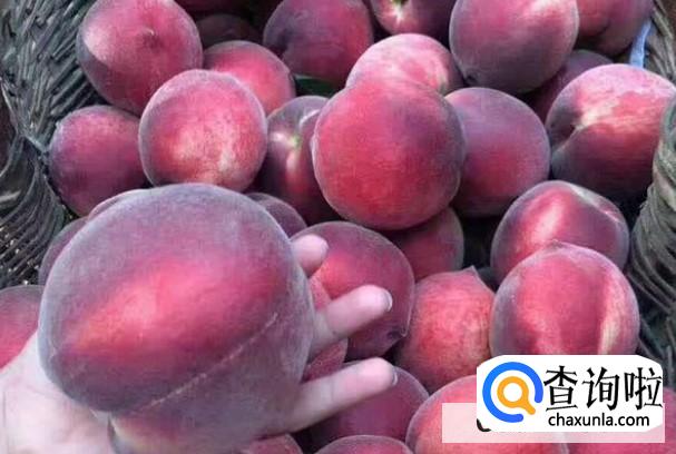 黑桃皇后这种水果种植价值高吗?