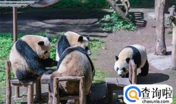 重庆四只大熊猫围桌共享大餐 麻将局组好了吗