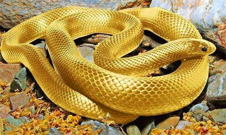 蛇怕什么