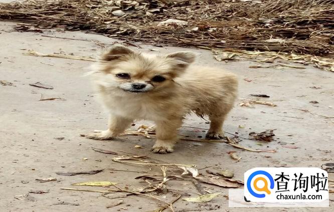 小区有流浪狗要找哪个部门处理好