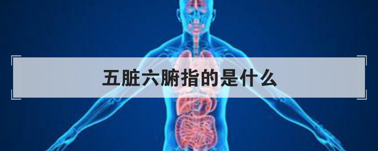 五脏六腑指的是什么