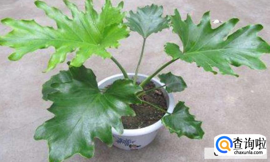 大叶春羽怎么养合适