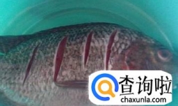 青柠香茅草烤鱼怎么做