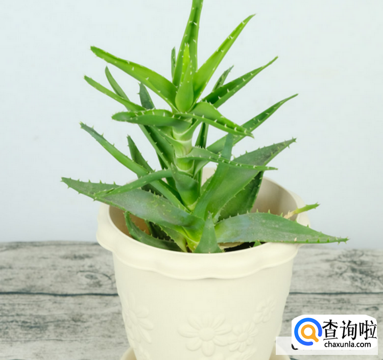 芦荟干瘪卷叶怎么办