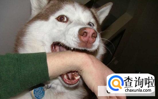 天热宠物易发怒伤人咬伤怎么办