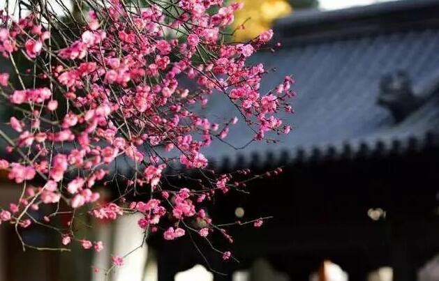 墙角数枝梅全诗及翻译